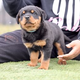 Rottweiler Puppies from Maniac Kennels