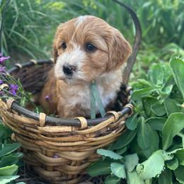 Tucker - Apricot male Goldendoodle puppy in Denison, Iowa from Violet View Iowa Goldendoodles