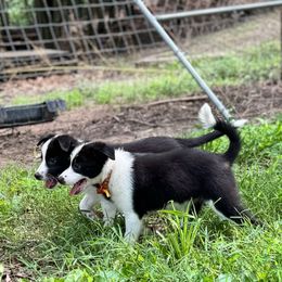 Bronte - female Sporty Mix puppy in Huntingtown, Maryland from Riverside Collies-n-Critters