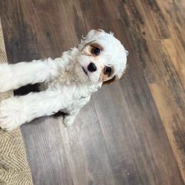 Snowball - White male Cavapoo puppy in Sulphur Springs, Texas from Wright cavapoos
