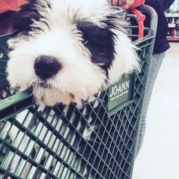 Old English Sheepdog Puppies from Ridgeruns OES