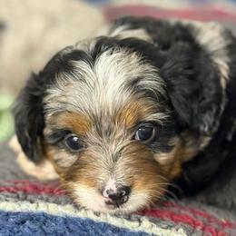 Oh my Josey - Blue merle female Aussiedoodle puppy in Arrington, Tennessee from Tumblin T Aussies and Aussiedoodles