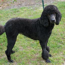 Poodle Puppies from Deborah Busch Poodles