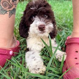 Drift with training - Brown white and tan male Cockapoo puppy in Boonville, North Carolina from Doods & Dolls