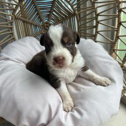 Ron - Red tri-color male Australian Shepherd puppy in Grants Pass, Oregon from Carmel Mountain Aussies