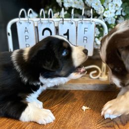 Miniature Australian Shepherd Puppies from Kizmit Farmz