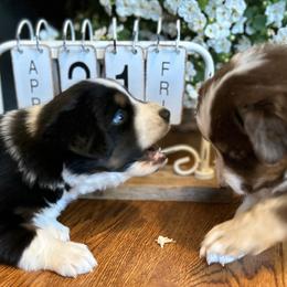 Miniature Australian Shepherd Puppies from Kizmit Farmz