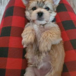 Maltese Puppies from My Precious pups