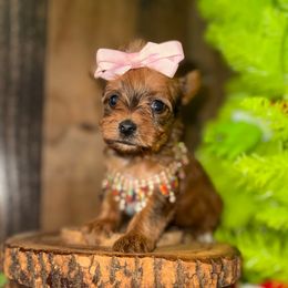 Kandy - Liver female Yorkshire Terrier puppy in Howe, Oklahoma from Ray Holder