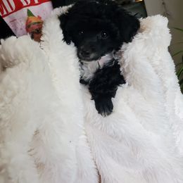 Poodle Puppies from Joanies Poodles