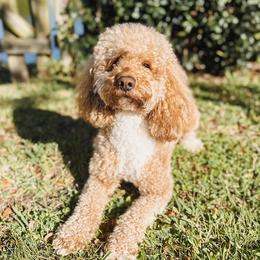Dexter - Goldendoodle