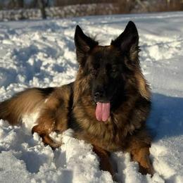 Brenley  - German Shepherd