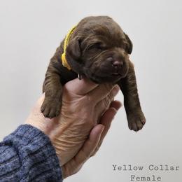 Cocoa - Yellow Collar - Chocolate female Labrador Retriever puppy in Boyd, Minnesota from Lindley Labradors