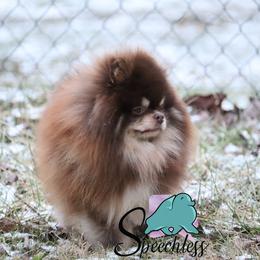 Oz - Pomeranian