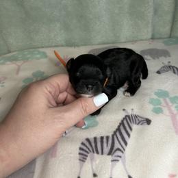 Orange - Black & white male Maltipoo puppy in Clover, South Carolina from Cudi’s Buddies