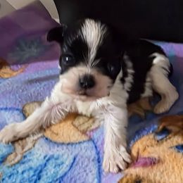 Boy 2 - Parti male Yorkshire Terrier puppy in White Pigeon, Michigan from Kathys Yorkie and Shih-tzu Cuties
