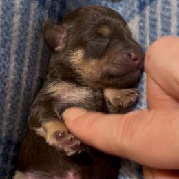 Schnoodle puppies from Growing Puppies