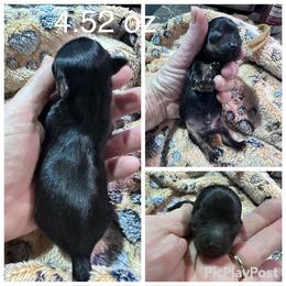 Atlas - Black and tan male Yorkshire Terrier puppy in Tulsa, Oklahoma from Yorker Puppy Palace