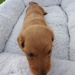 Dachshund Puppies from Chelisa Crabtree