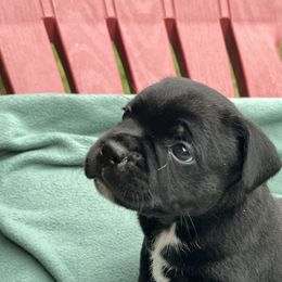 Gmork - Brindle male Staffordshire Bull Terrier puppy in Houston, Texas from Breaking Bad Staffords