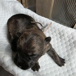 Miss Pink - Red brindle female Cairn Terrier puppy in Savannah, Missouri from WoodSchott Cairn Terriers