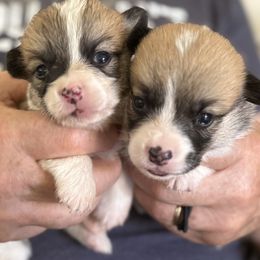 Maise - Red female Pembroke Welsh Corgi puppy in Hawi, Hawaii from Corgis Hawaii Pleasantstone Aloha Corgis