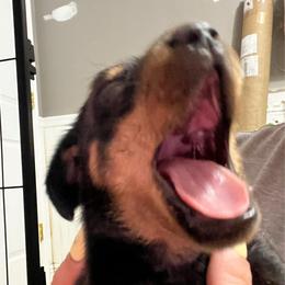 Mr. Black.  AKC - Black and tan male Dachshund puppy in Miami, Florida from Maitime Dachshund