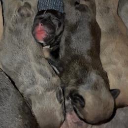 French Bulldog Puppies from Little Loaf Frenchie