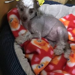 Chinese Crested and Xoloitzcuintli Puppies from Xcel's Xoloitzcuintli and Chinese Cresteds