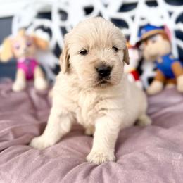 Rocky - Light golden female Golden Retriever puppy in Oregon from Bliss Retrievers