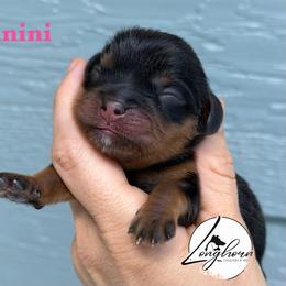 Panini - Black and tan female Cavalier King Charles Spaniel puppy in El Campo, Texas from Longhorn Cavaliers
