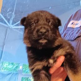 Red - Black and tan male German Shepherd puppy in Dawsonville, Georgia from Vom Aussenseiter