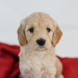 Mercedes - Apricot female Goldendoodle puppy in Pleasant Grove, Utah from Canterbury Canines