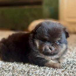 Barney - Black and tan male Pomeranian puppy in Willis, Texas from Treasured Jewels Pomeranians