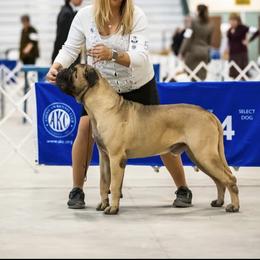 Kitty - Bullmastiff
