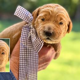 Miss Brown Collar - Apricot female Australian Labradoodle puppy in Wake Forest, North Carolina from Lucky Country Labradoodles