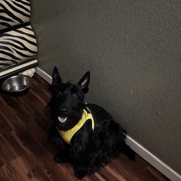 Dutty - Scottish Terrier