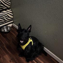 Dutty - Scottish Terrier