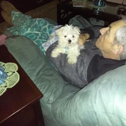 Maltese Puppies from Franny's Maltese Puppies