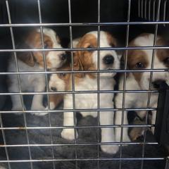 Welsh Springer Spaniel Puppies from Renascent Welsh Springer Spaniels