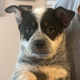Blue girl - Blue female Australian Cattle Dog puppy in Pinon Hills, California from Adams Ranch ACDs