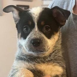 Blue girl - Blue female Australian Cattle Dog puppy in Pinon Hills, California from Adams Ranch ACDs