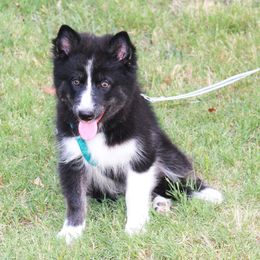 Pomsky Puppies from Highpoint Pomskies
