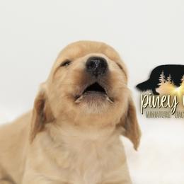 Dachshund Puppies from Piney Woods Miniature Dachshunds