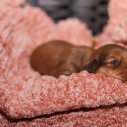 Dachshund Puppies from Miniature Alphas Dachshunds