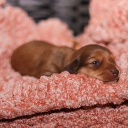 Dachshund Puppies from Miniature Alphas Dachshunds