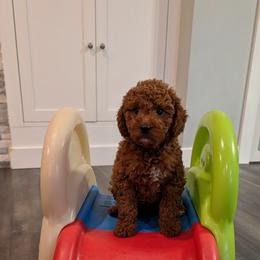 Bella - Red  female Goldendoodle puppy in Grosse Ile Township, Michigan from Mini Island Doodles