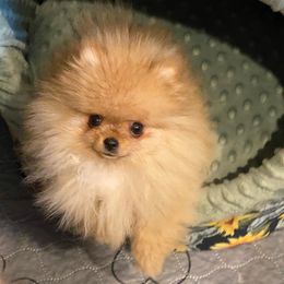 Pomeranian Puppies from Pardi Poms