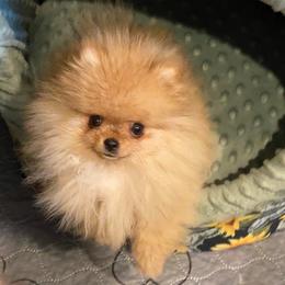 Pomeranian Puppies from Pardi Poms