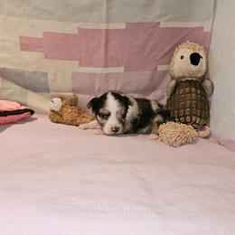 Blythe - Blue merle female Toy Australian Shepherd puppy in Snowflake, Arizona from Halfpint Aussies